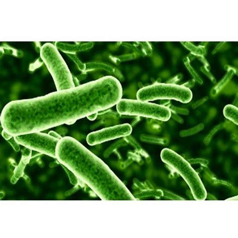 Lactobacillus Rhamnosus/ Lacticaseibacillus rhamnosus Probiotic at ...
