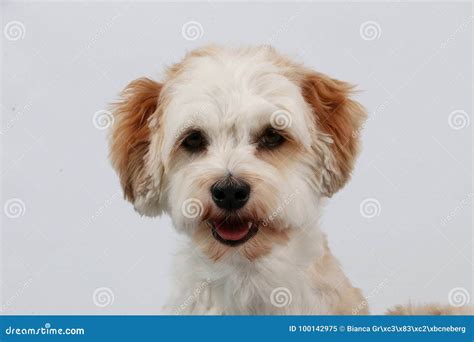 Havanese Portrait In The Studio Stock Image Image Of Havaneser Breed