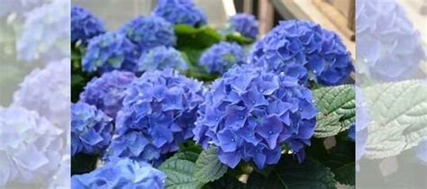 Гортензия крупнолистовая Эрли Блю купить в Ростове-на-Дону | Товары для ...