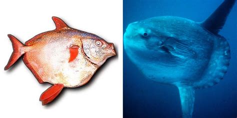 Moonfish Vs Sunfish Main Differences Ocean Info