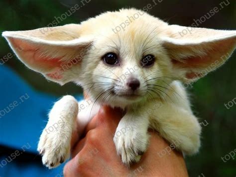 Садовый домик из бруса «Фенек» - купить по выгодной цене от ...