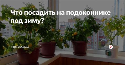 Что посадить на подоконнике под зиму? | Растения, Огород, Комнатные ...