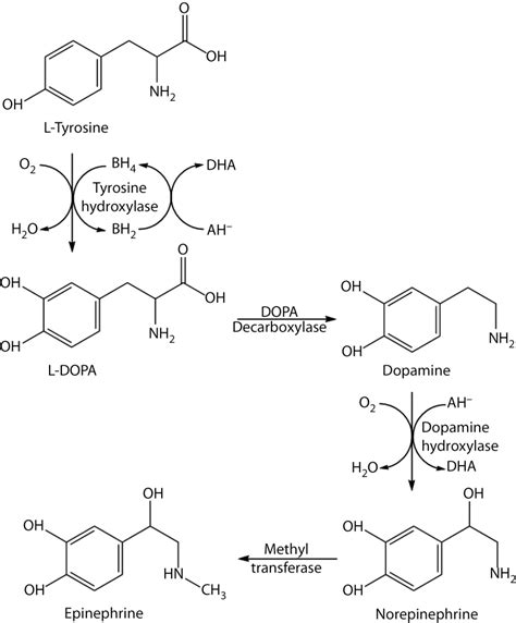 Figure Vitamin Cdependent Synthesis Of The Vitamin C