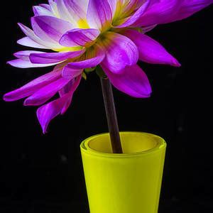 Yellow Dahlia Photograph By Garry Gay Fine Art America