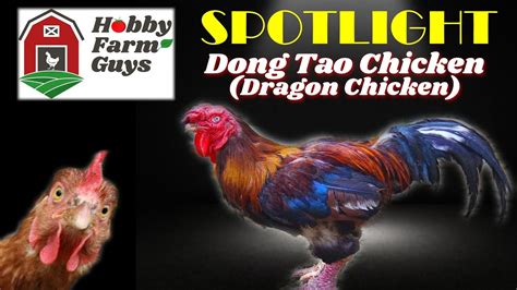 Hfg Farm Animal Spotlight Dong Tao Chicken The Dragon Chicken Youtube