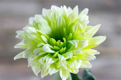 Green Flowers: From Beautiful to Bizarre | Gardener's Path