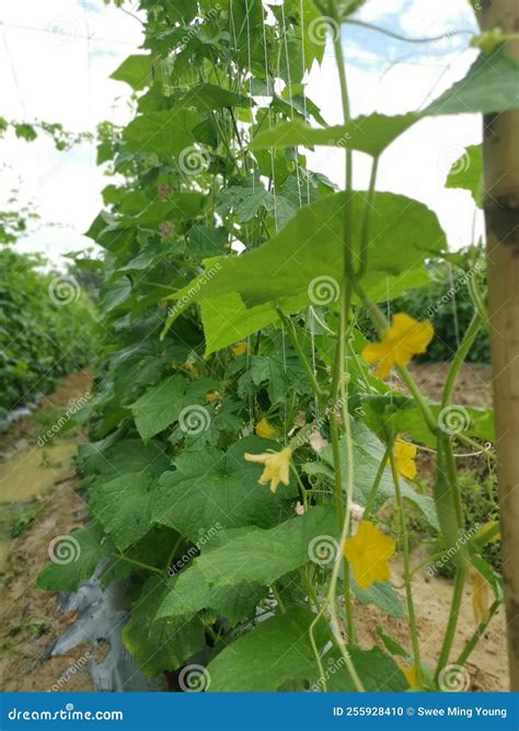 The Agriculture Farm Growing Cucumber Plant Stock Photo - Image of