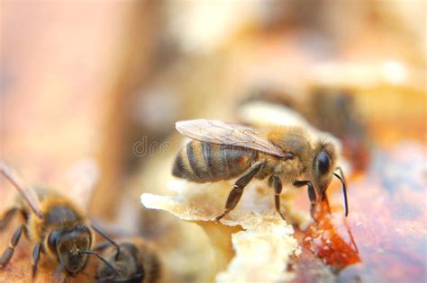 O Que Abelhas Comem - Close Up Das Abelhas Que Comem O Mel Imagem de Stock - Imagem de inseto ...