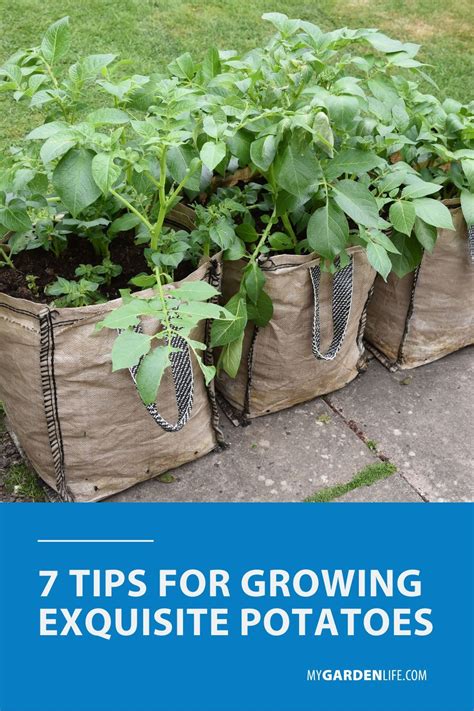 7 Tips for Growing Exquisite Potatoes | Small vegetable gardens ...