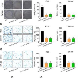 Knockdown Of Linc Suppressed Proliferation Migration And Invasion