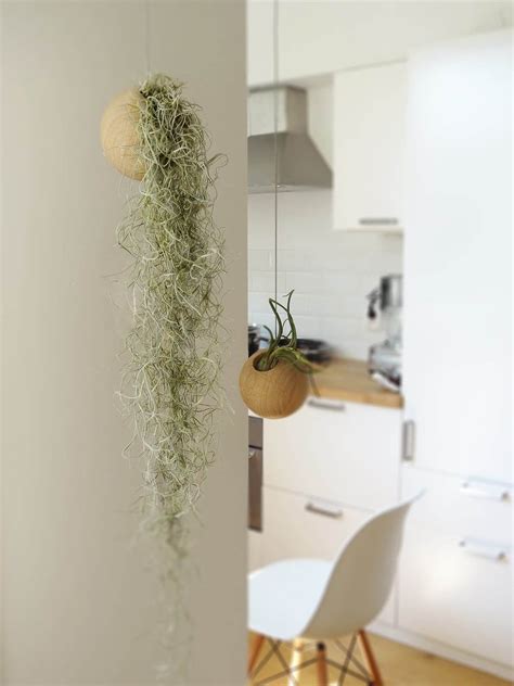 Тилландсия в интерьере (54 фото) - красивые картинки и HD фото