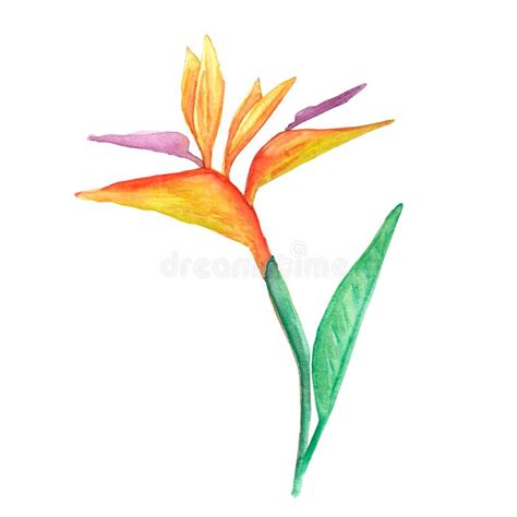 Цветок райской птицы, акварель Иллюстрация штока - иллюстрации ...