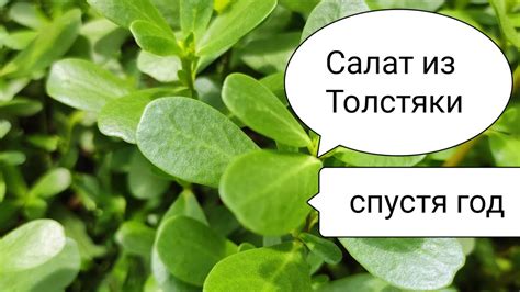 Маринованный Портулак Заготовка на Зиму Спустя ГОД ...Простой Рецепт ...