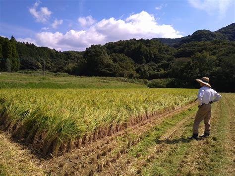 【稲刈り、始まりました】 農家の嫁が働きながらこっそりつぶやく独り言