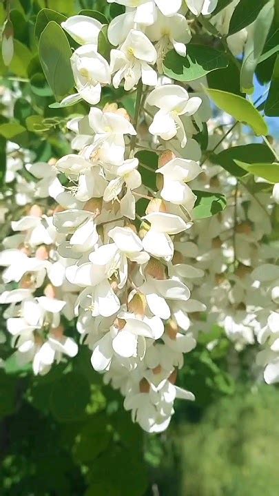 🌿💮Душистая акация💮🌿 - YouTube