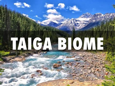 Taiga Biome By Allister Gulley Biomes Forest Ecosystem Food Web