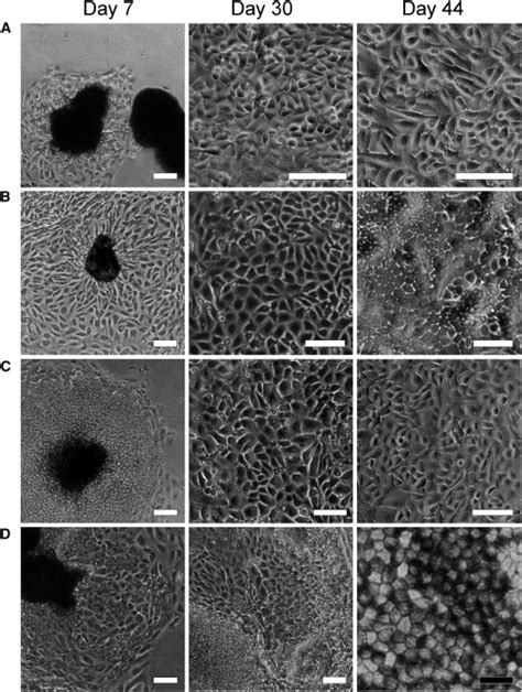 cell morphology   stages  differentiation  high