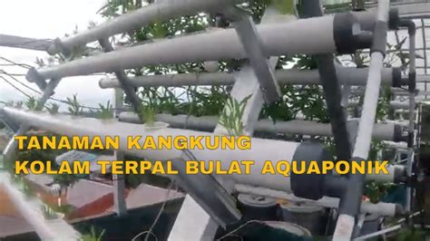 Kangkung Aquaponik Pada Kolam Ikan Nila Aquaponik YouTube