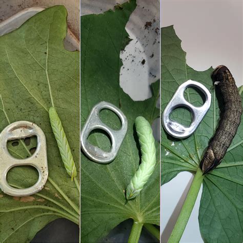 342 best Hawk Moth images on Pholder | Miraculousladybug, Moths and