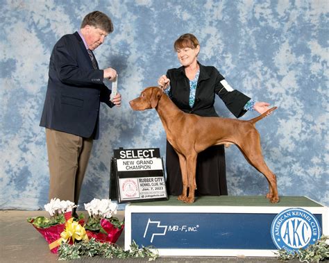 Teak New Grand Champion Toldin Vizslas