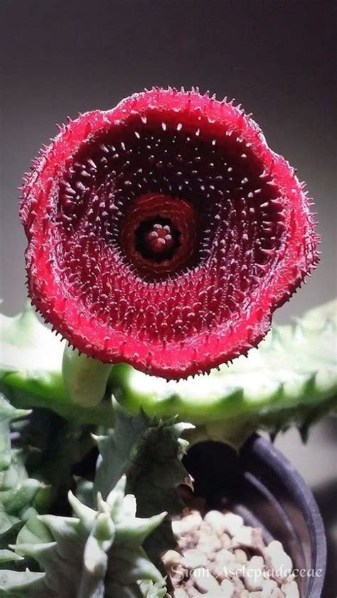 KIÊN THƯC TÔNG HƠP KHO HINH ANH ANIME VA SIÊU PHÂM PHIM HOAT HINH 3D ANIME HOT NHÂT