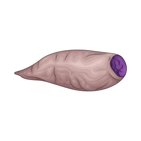 Taro Purple Sweet Potato Illustration 34522972 Vector Art At Vecteezy