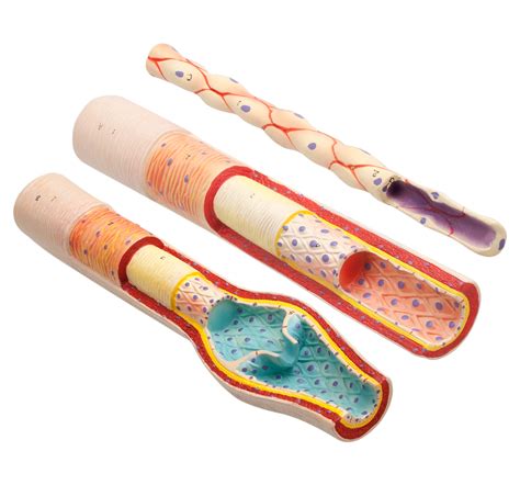 Cp00050322 Eisco Anatomy Of Blood Vessels Model Set Artery Vein