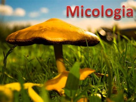 O Que Estuda A Micologia - Micologia e Reino Fungi | PPTX