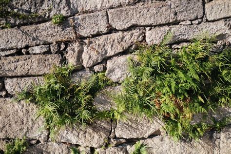 Trama Di Un Antico Muro Di Pietra Con Vegetazione Crescente Natura