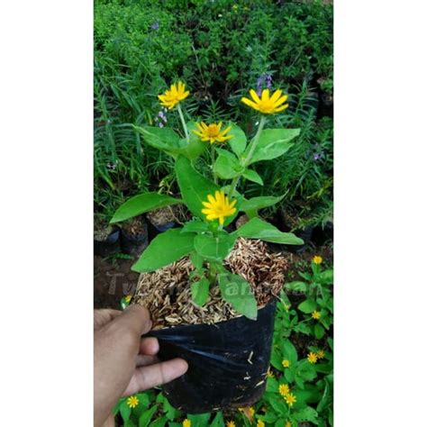 jual bunga matahari mini tanaman hias hiasan dekorasi halaman rumah