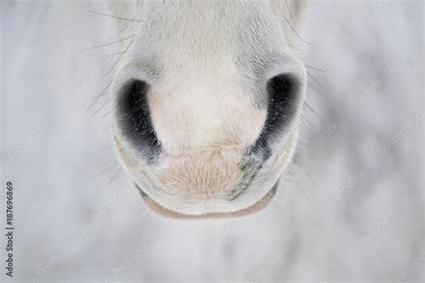 Horse Nose Close Up Stock Photo | Adobe Stock