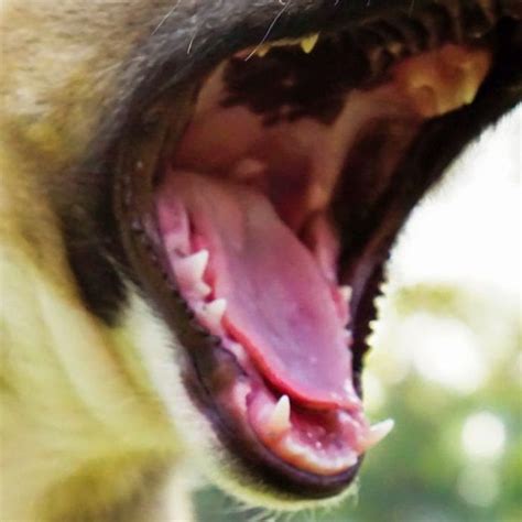 What Can I Give My Dog For Nasal Congestion? Unclog Your Dog's Nose!