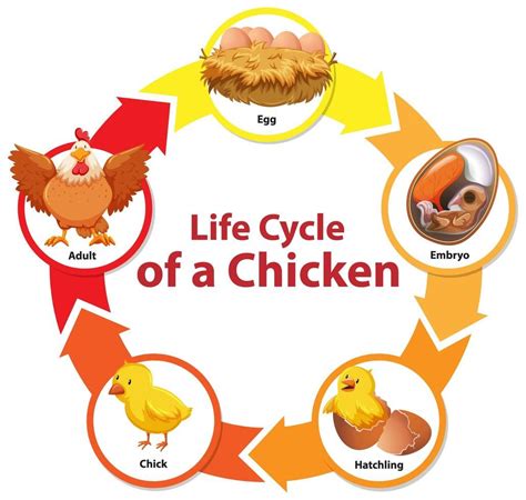 Download Diagram Life Cycle Of Chicken