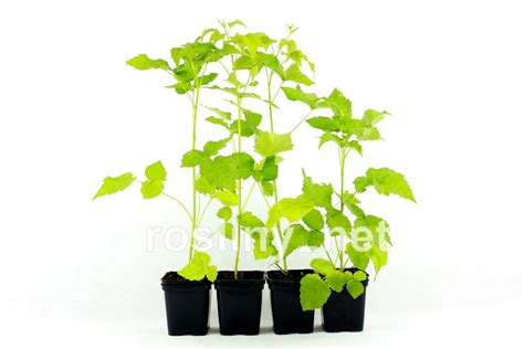 Sadzonki czarnej maliny - Black Jewel | Rosliny.net