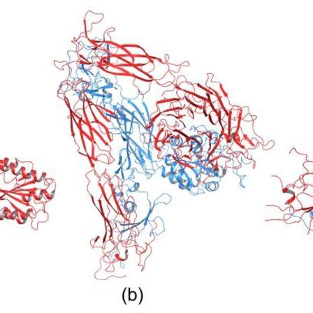 crystal structures  integrin    domain neh