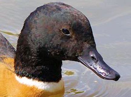 IDENTIFY SHELDUCK - WWT SLIMBRIDGE