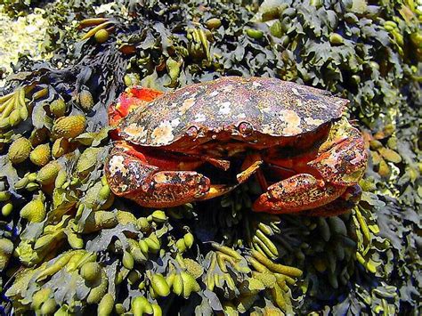 Crab Photograph By Katina Cote Fine Art America