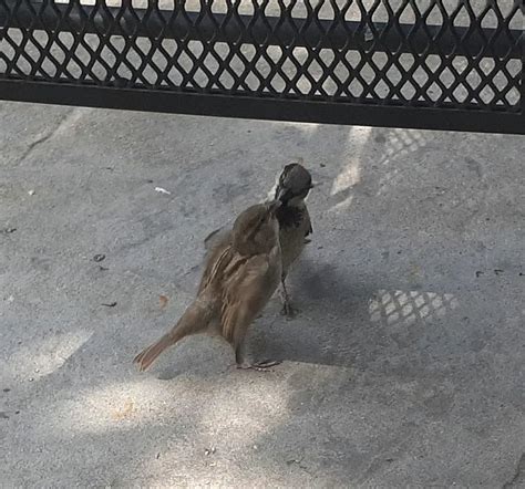 Feeding The Needy Ass Fledgling Scrolller