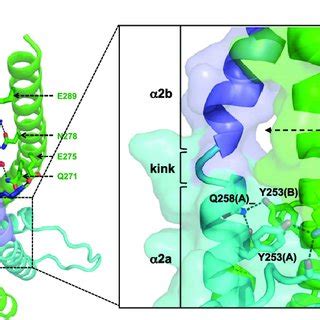 (PDF) Restricted leucine zipper dimerization and specificity of DNA recognition of the ...