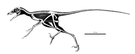 Microraptor Zhaoianus Skel By Dinomaniac On Deviantart