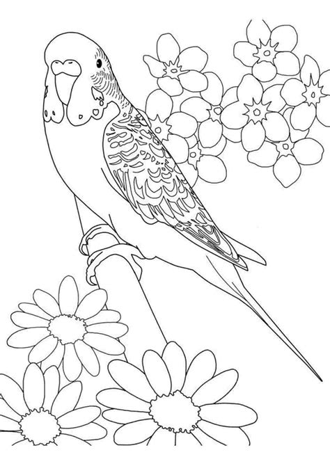 Раскраски, Волнистый попугай раскраска. Разукрашки. Волнистый попугай ...