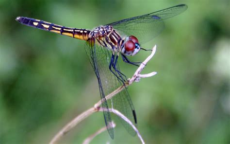 File:Dragonfly ran-177.jpg - Wikipedia
