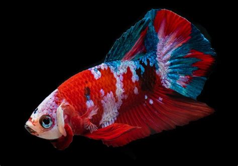 Premium Photo Fancy Koi Galaxy Betta Fish