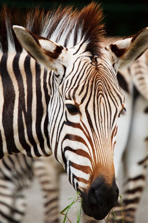 Zebras Head Free Stock Photo Public Domain Pictures