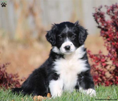 Jack Russell Border Collie Mix Puppies