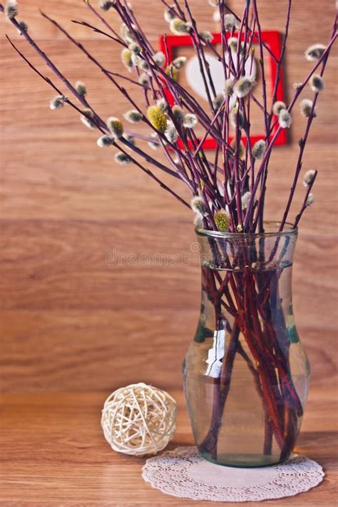 Pussy Willow In Vase Stock Photo Image Of Water Vibrant 90226510