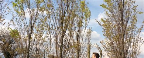 Zelkova Serrata Fastigiata Guillot Bourne