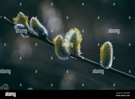 A Pussy Willow Tree Branch With Blooming Buds Stock Photo Alamy