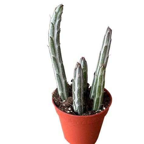 Resimde gördüğünüz bitki ile gelecek bitki arasında çok küçük farklar ...