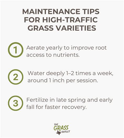 Best Grass For High Traffic Areas The Grass Outlet Texas